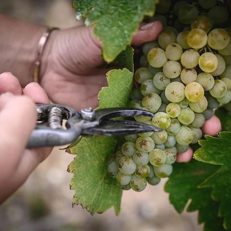 Vignoble Chateau Piegue - Winery Rochefort-sur-Loire ภายนอก รูปภาพ
