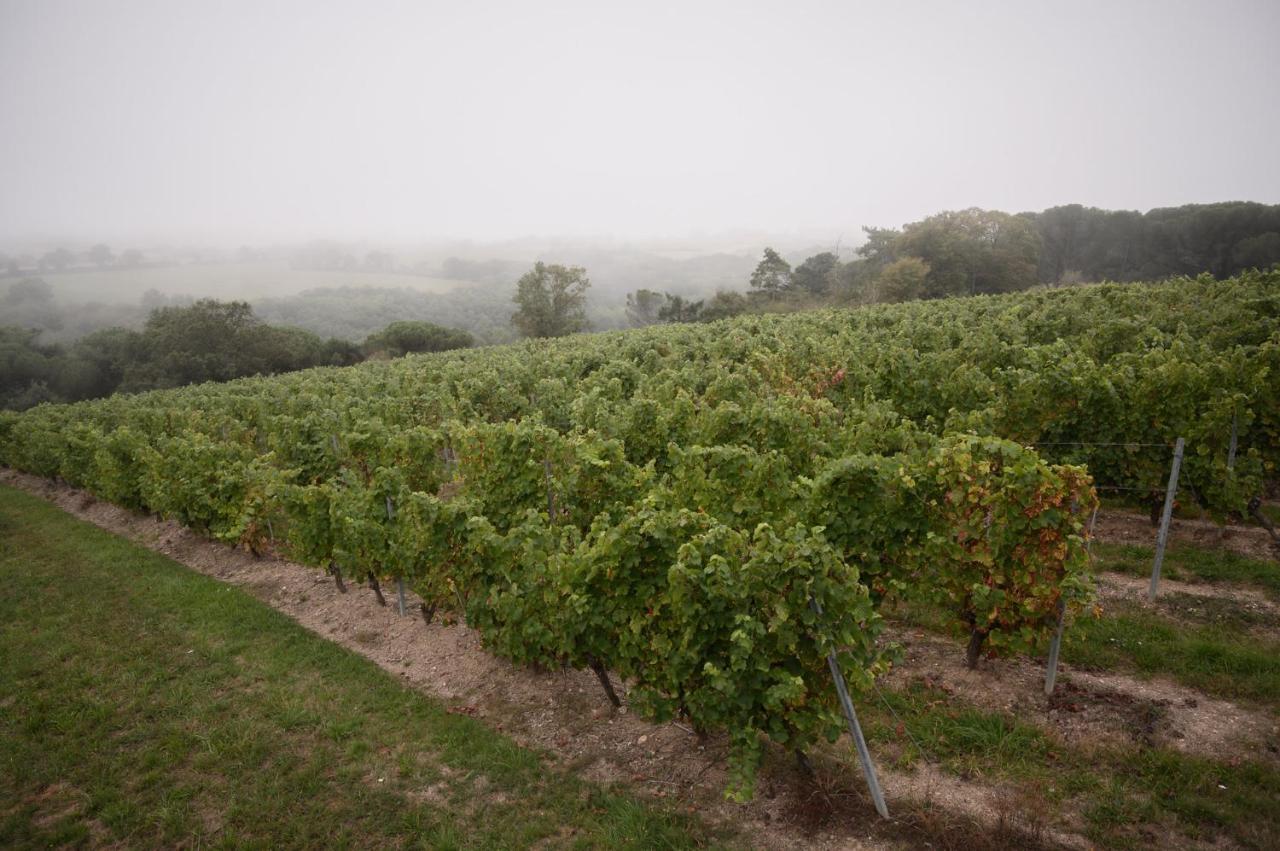 Vignoble Chateau Piegue - Winery Rochefort-sur-Loire ภายนอก รูปภาพ
