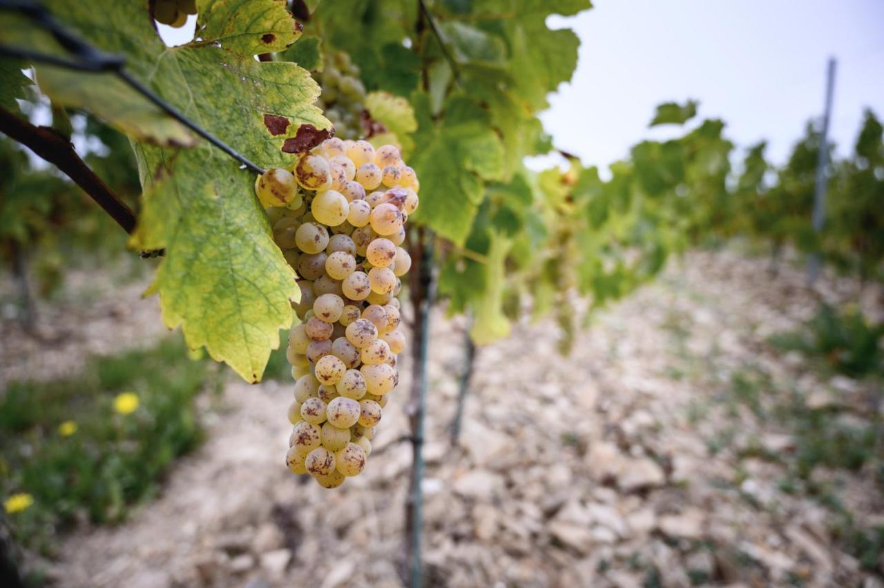 Vignoble Chateau Piegue - Winery Rochefort-sur-Loire ภายนอก รูปภาพ