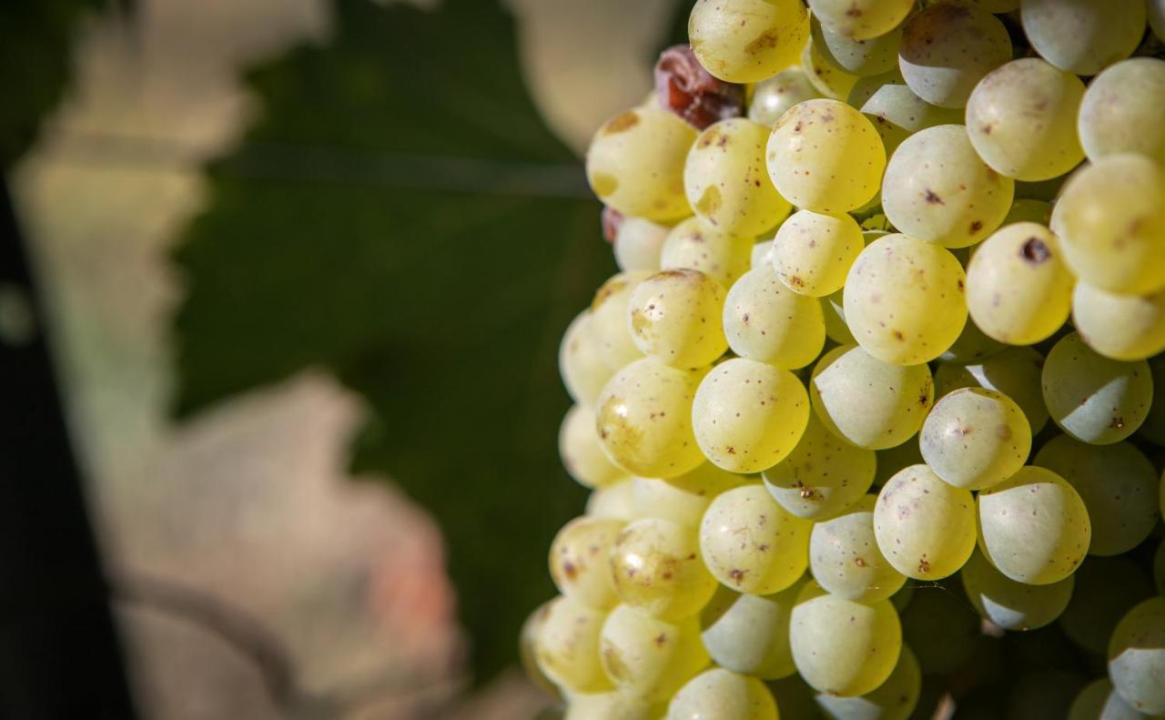 Vignoble Chateau Piegue - Winery Rochefort-sur-Loire ภายนอก รูปภาพ