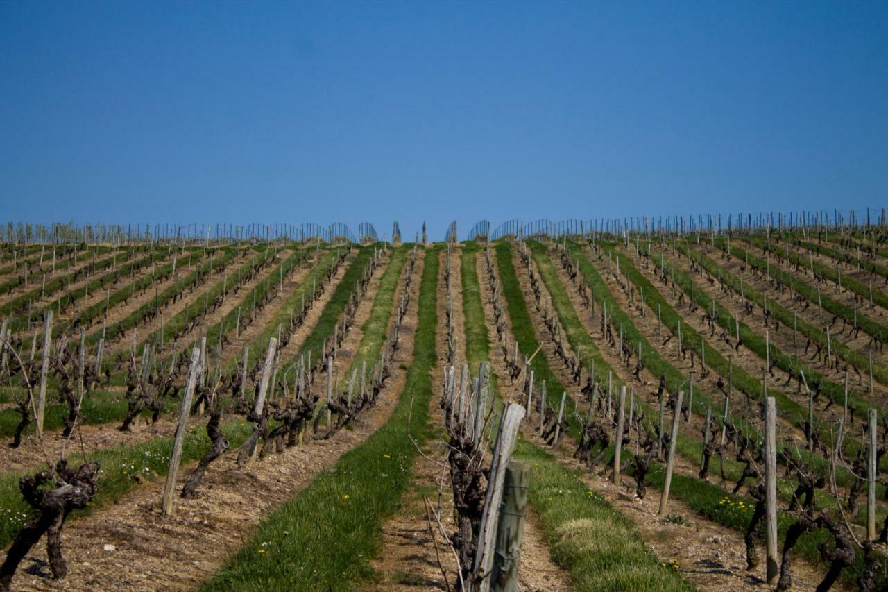 Vignoble Chateau Piegue - Winery Rochefort-sur-Loire ภายนอก รูปภาพ